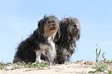 PETIT CHIEN LION 034